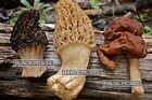 Morel Mushrooms 101: How to safely locate, harvest, and eat morels ...