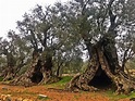 Explore Lebanon Blog Sister Olive Trees of Noah