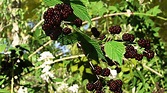 Bramble, Blackberry and Briar Plants - FlippedNormals