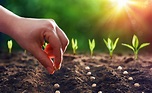 Planting Little Seeds Along the Way | Alliance of Hope