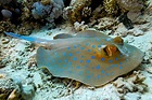 Blue Spot Stingray : Blue Spot Stingray Med