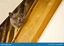 Shorthair Bleu Britannique Cat Looking Concerned Par L'escalier Spind ...