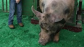 14 photos: Big Boar Contest at the 2013 Iowa State Fair