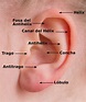 Partes de la oreja - Atlas de Anatomía