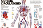 Sistema o Aparato circulatorio | Anatomia | Sistema circulatorio ...