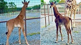 Rare spotless giraffe born at Tennessee zoo believed to be only one in ...