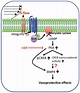 A model for the cAMP/PKA pathway that regulates the expression of BMP-4 ...