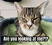 Are you looking at me?!? - Meme Generator