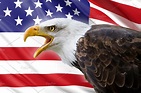 Bald eagle and USA flag | High-Quality Animal Stock Photos ~ Creative ...
