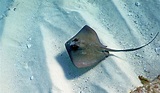 What are stingrays? | Live Science