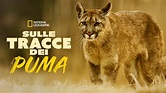 Guarda Sulle tracce dei puma | Film completo| Disney+