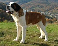 Сенбернар (Saint Bernard) - это порода собак известная во всем мире ...