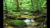 Biomas Terrestres, video sistematica jonas santos | Floresta tropical ...