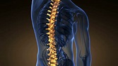 backbone. backache. science anatomy scan of human spine bones glowing ...