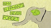Discover why an elephant's memory is so good | Elephants never forget ...