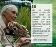 En este Viernes de Frases presentamos a Jane Goodall, quien ha dedicado ...