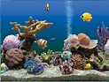 Best Buy: Avanquest Marine Aquarium Deluxe Screensaver Windows [Digital ...