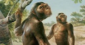 La evolución del Hombre: Homínidos Australopithecus | historia ...