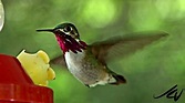 Hummingbirds - YouTube HD - YouTube