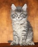Buy a Maine Coon Kitten Apply for Adoption - Maine Coon Kittens for ...