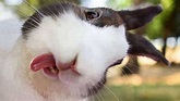 Funny And Cute Bunny Rabbit Videos Compilation 2017 - Pets of Instagram ...