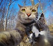 This Selfie Taking Cat Takes Better Selfies Than You | Catlov