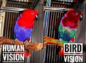 What colors can Birds see? Birds Vision Explained 2023