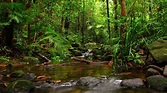 jungle pictures for desktop | Rainforest pictures, Jungle wallpaper ...