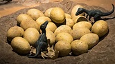 Huevos de dinosaurio de 65 millones de años encontrados en China | La ...