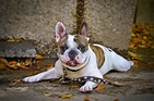 French Bulldog Dog Breed » Information, Pictures, & More