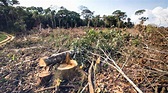 Desmatamento na Amazônia passa mais uma vez de 8 mil km² de florestas ...