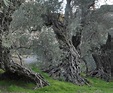 The Sisters Olive Trees of Noah, Bechealeh Lebanon – over 6,000 years ...