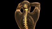 backbone. backache. science anatomy scan of human spine bones glowing ...