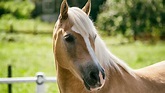 Haflinger – zuverlässige Pferde in Sport und Freizeit | wehorse.com