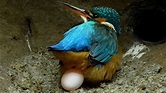 Close Up View as Kingfisher Lays Eggs | Discover Wildlife | Robert E ...