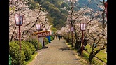Sakura at Bujo Park in Saijō, Ehime - Japan. Ehime, Saijo, Cherry ...