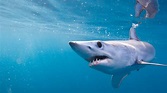 Scientists discover mako sharks expert at more than just speed, power