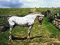 AraApaloosa. Es el caballo que resulta del cruce del caballo Appaloosa ...