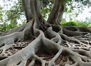 Les racines : Découvrez les types de racines - Jardin de Grand Meres