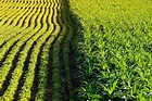 Largest-Ever Study Reveals Environmental Impact of Genetically Modified ...