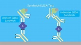 ELISA-Test • einfach erklärt und Methode · [mit Video]