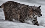 Bobcat Snow Winter | Wildlife| Free Nature Pictures by ForestWander ...