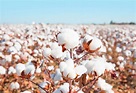 Guide to Harvesting, Planting, and Growing Cotton - Plants Spark Joy