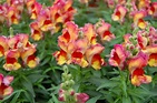 THE SNAPDRAGON - Antirrhinum majus |The Garden of Eaden