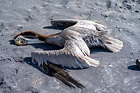 Gripe aviar: ¿Cómo nos afecta la muerte de miles de pelícanos en ...
