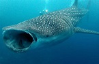 Tiburón Ballena en Maldivas: El tesoro escondido bajo el mar
