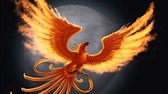 Phoenix Bird HD Wallpaper (75+ images)