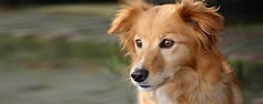 Hundeherz.ch | Das kompetente Hundeportal der Schweiz