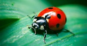 Where Do All The Ladybugs Come From? - Farmers’ Almanac