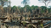 Deforestation: Primary Forest Losses Impact Climate Change — Carmen ...